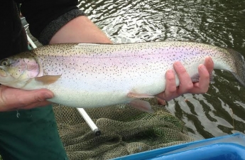 leadmilltroutfarm--inside-1