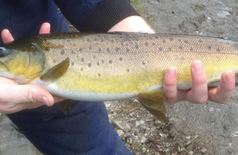 leadmilltroutfarm--inside-5