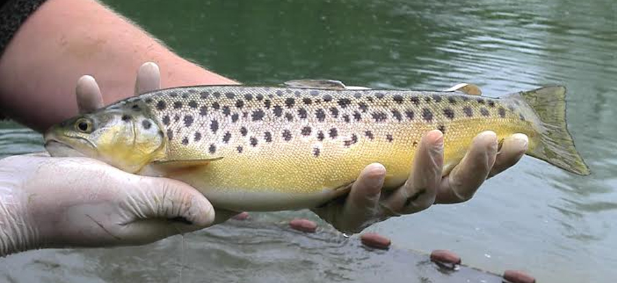 BROWN-TROUT